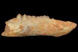 Oligocene Fossil Artiodactyla (Diplobune) Jaw Section - France #154984-1